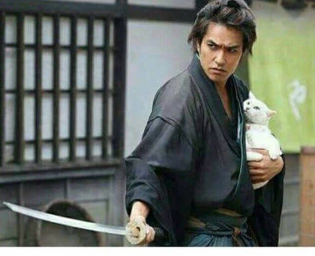 When someone says they don't like cats