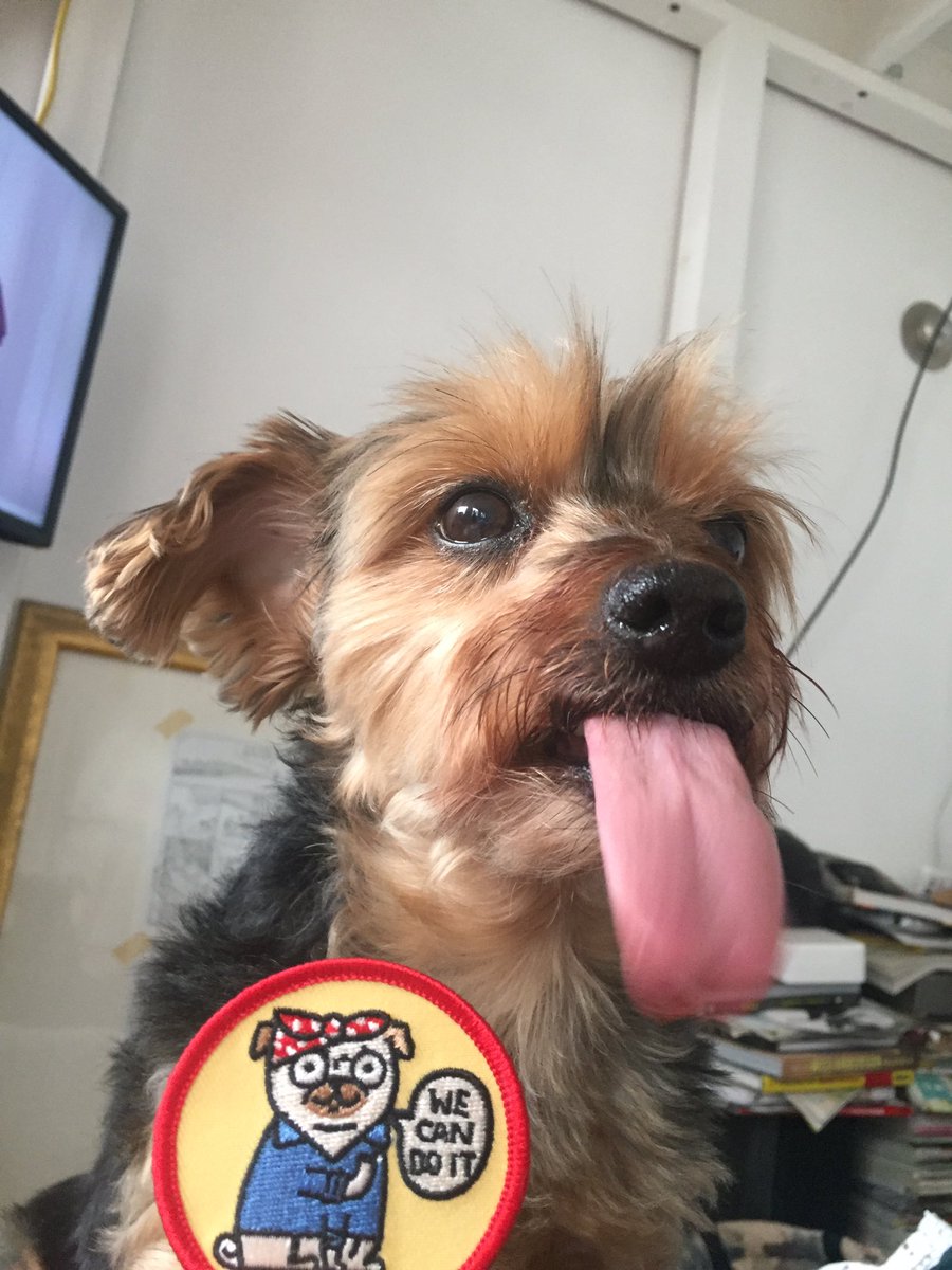 gangsofnyorkie's tweet photo. @EmergencyPuppy thanks for being so awesome! Francisco wants to contribute to the cause with a raspberry photo #bitethepower https://t.co/V5K3RhQZfo