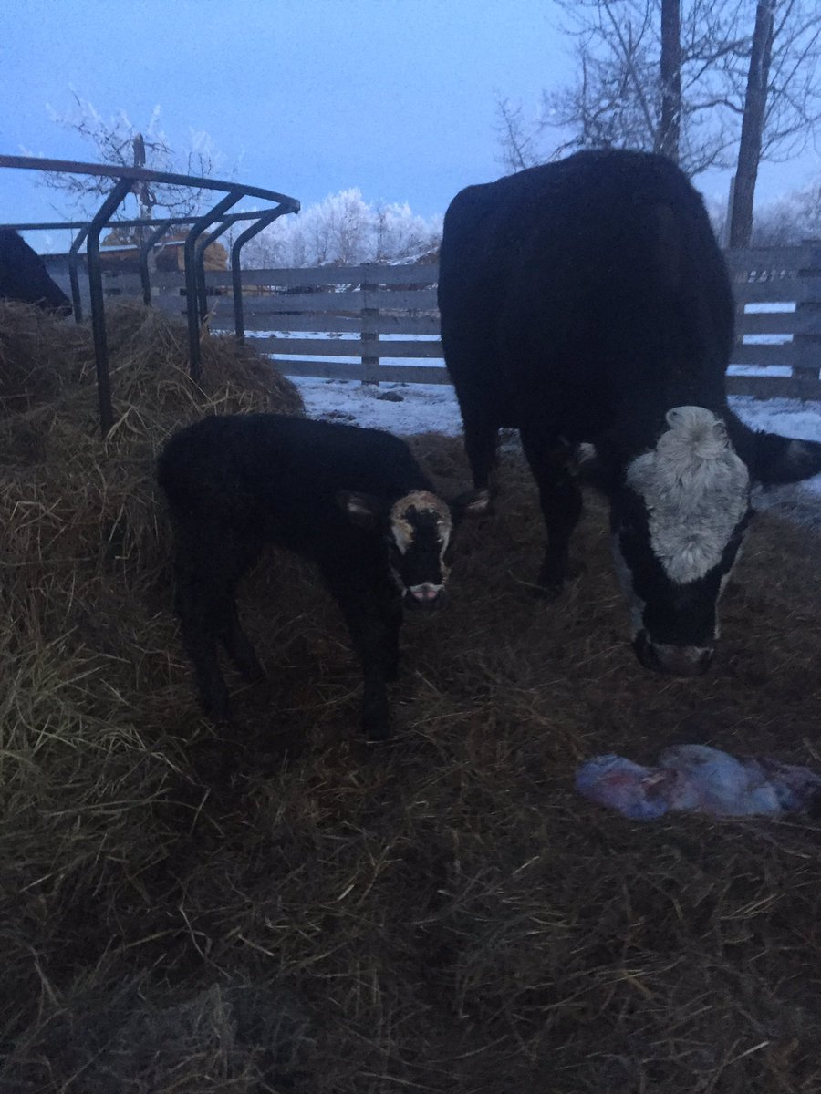 SarahLaudin's tweet photo. #freshone #westcdnag #abbeef #calving2016 https://t.co/skldkO7rHi