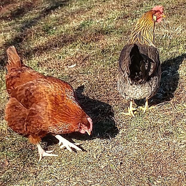 PamsBackyard's tweet photo. A beautiful #brownleghorn #fluffybutt! #pamsbackyardchickens #backyardchickens #chickensof… https://t.co/kDfreLPc57 https://t.co/5kj0Lqqif1