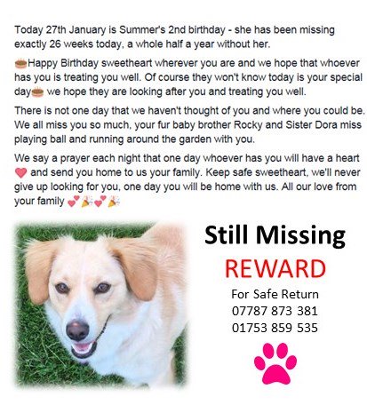 HelpFindSummer's tweet image. Today's Summers 2nd b'day, shes been missing exactly 6 months. Happy Birthday Sweetheart-I hope you're happy&amp;amp;safe🐾🎁
facebook.com/FindOurDogSumm…