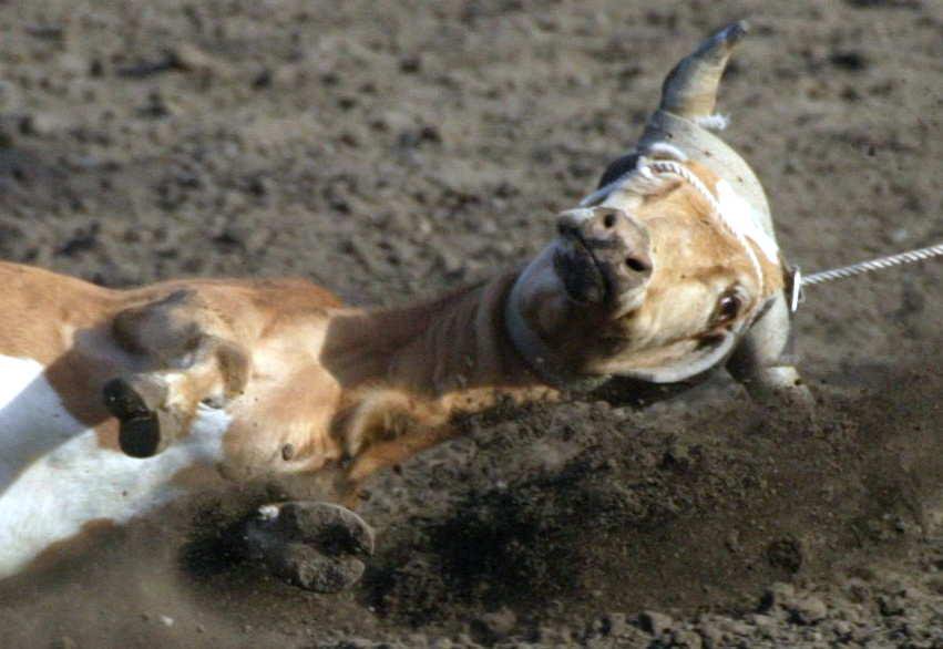 OpRodeo_'s tweet photo. Stiere, zum Üben immer wieder benutzt
Verkrüppelt von der widerholten Mißhandlung werden sie geschlachtet
#OpRodeo https://t.co/MR2TCZvCMr
