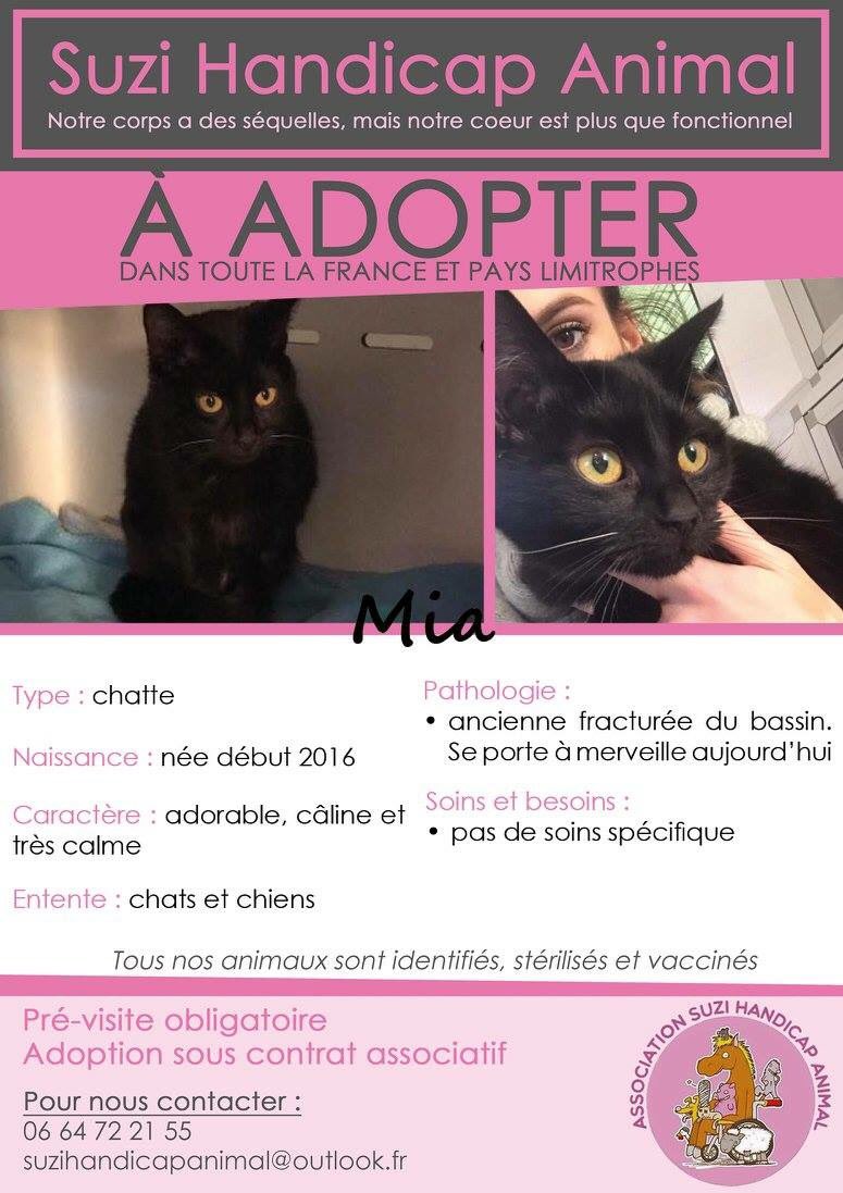 À l'adoption : MIA 💜 #RT appréciés