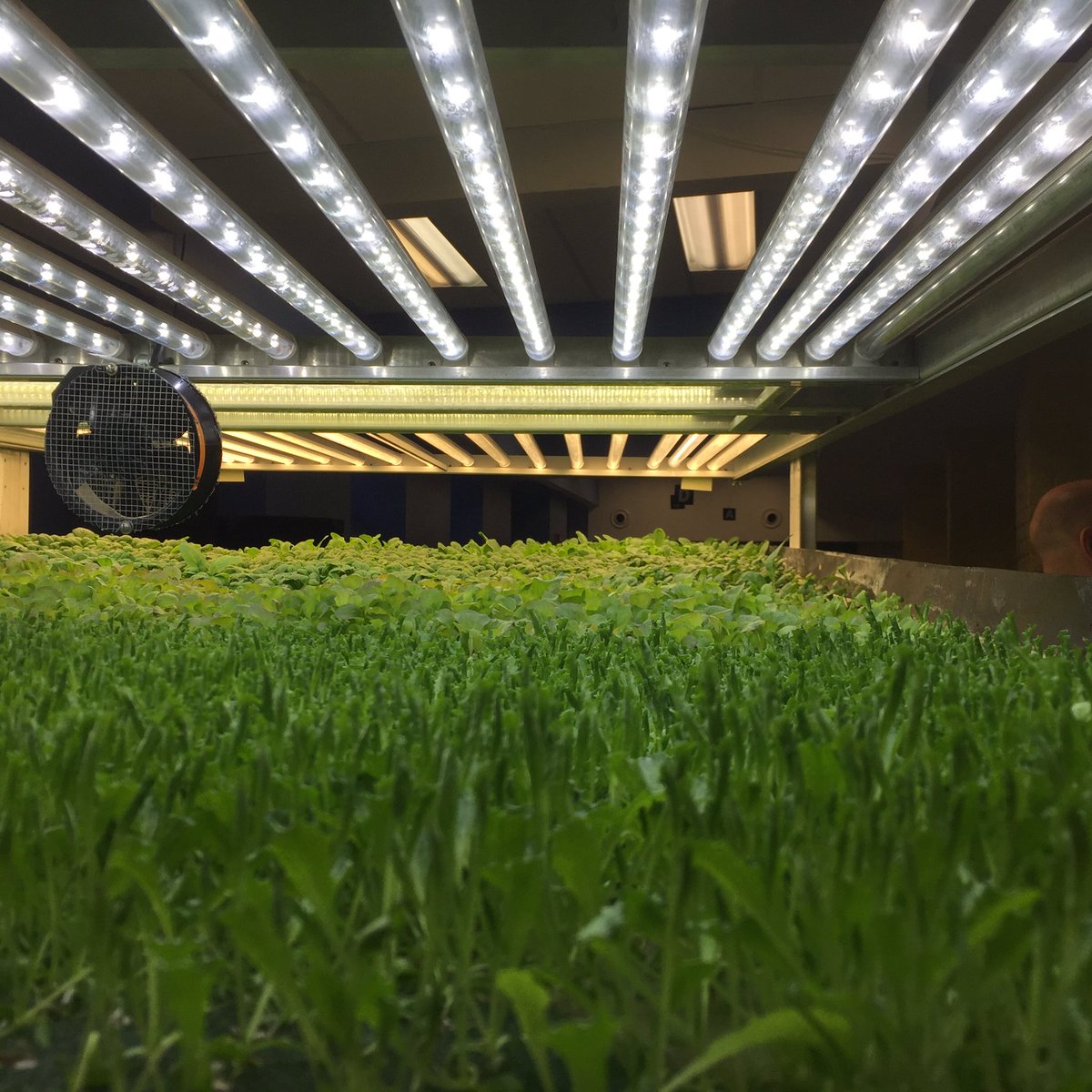 <a href="/AeroFarms/">AeroFarms</a> <a href="/EcoSpacesEd/">ecospaces education</a> @EduChefRober <a href="/SustainableNwk/">Nwk Sustainability</a> you rock! THANKS for what you do fix this broken food system! Mind blowing job #FIGM17