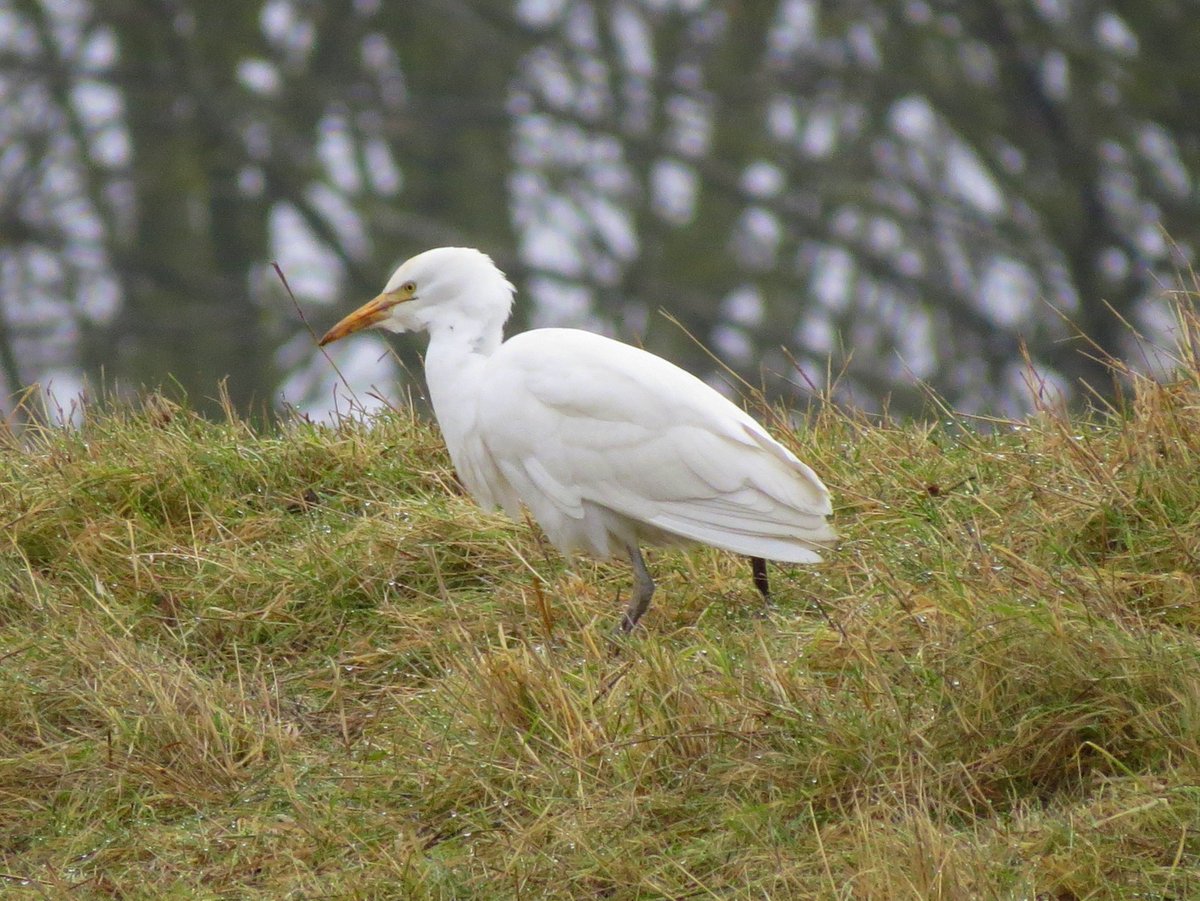 BoatBirder's tweet photo. OWLESS #Eldernell 2day! But Gr8 views Cattle Egret! + Ringtail, Peregrine, MarshHarriers, Cranes, Whoopers &amp; 3Long-eared Owls #DeepingLakes😀 https://t.co/Q7EhE6IwTh
