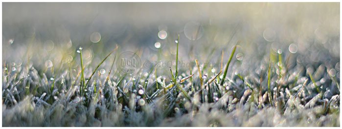 Day 22/365 Sunflare
bit.ly/2kB2xj4
#Frosty 
#grass
#cold
#winter