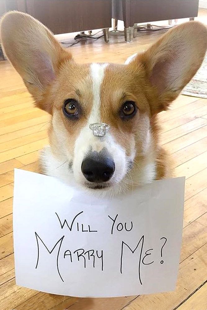 looxat's tweet photo. https://t.co/C9gcaofIAC The Best Proposal Pictures Captured On Camera ❤ See more: www.weddingforwar... #weddings @looxat https://t.co/m5eiEv2PGd