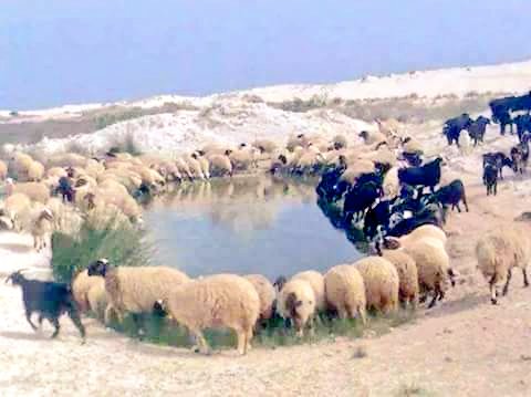 khatimalshammar's tweet photo. #ساعه_استجابه 
ياالله ترزق كل ضايق ومحتاج
ياخير من يُسْأل وياأجود من اعطا

وتشفي مريض مالقى طب وعلاج
وتغفرلمن طاوع هوى النفس واخطا
قل امين⤵ https://t.co/XjKc6aFRBR