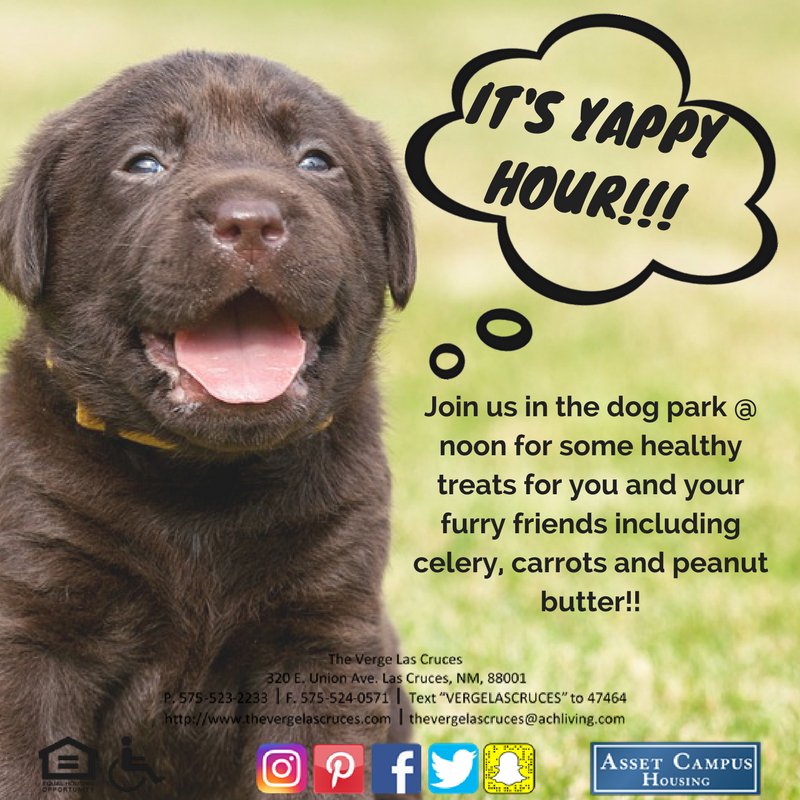 VergeLasCruces's tweet image. Don't forget to bring your pups down to the dog park for Yappy Hour, this at 12!! #YappyHour #BringYourPups #VergeStrong