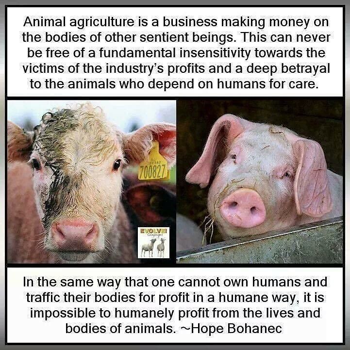 GreeleyStonePub's tweet photo. Greeley &amp; Stone Publishers is PROUD to stand up for Animals Rights! We are their voice. Let's protect them!!! #Anim… https://t.co/eQr6QUybGD