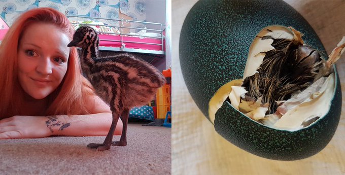 Посмотреть изображение в Твиттере