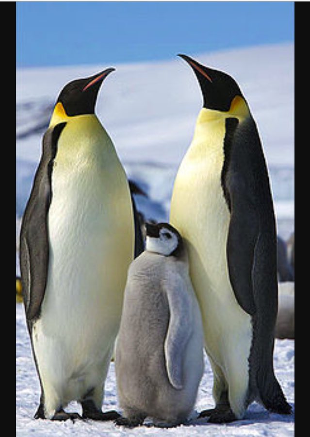 LivinForAnimals's tweet photo. Emperor penguins are there only animal to live permanently in the Arctic. Winter temperatures can drop as low as -80 degrees Celcius. https://t.co/qByyODJogq
