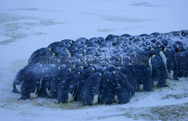 LivinForAnimals's tweet photo. Emperor penguins are there only animal to live permanently in the Arctic. Winter temperatures can drop as low as -80 degrees Celcius. https://t.co/qByyODJogq