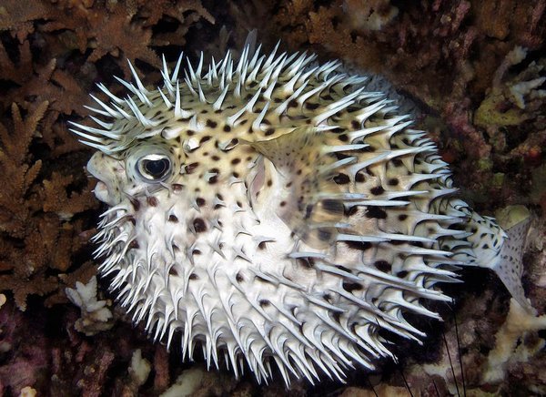 lukasdiver57's tweet photo. Globefish https://t.co/3zxlUOCidM #globefish #tiomanisland #malaysia #chinesesea #underwaterphotos #fish #ocean #photographyfish #seafish https://t.co/lI1fThlsQA