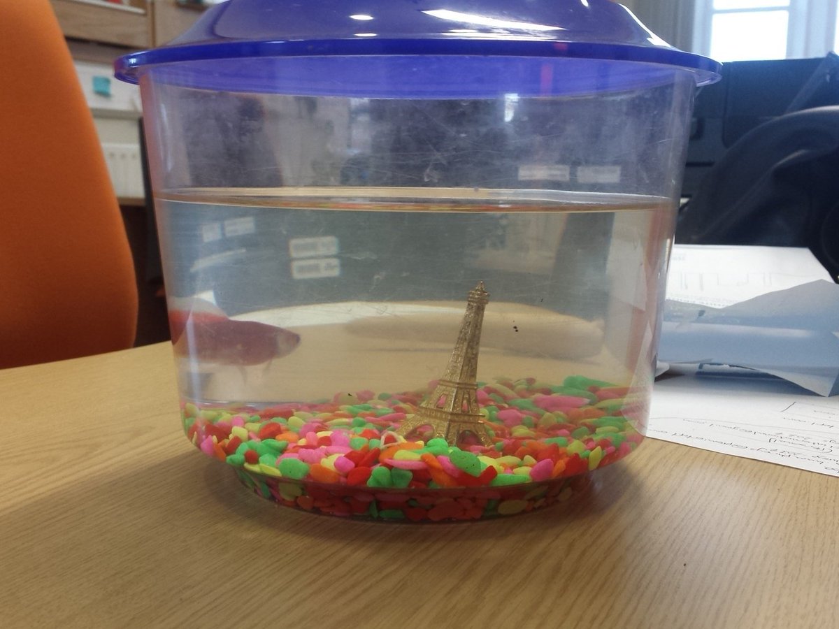 My new office companion. Walter. Head of new frontiers - @Che_emilyy is a great colleague for him