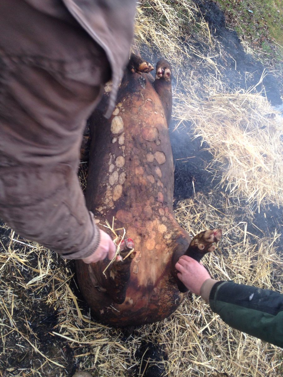 Preparandos para mañana?  #Matanza2017 #Bercial