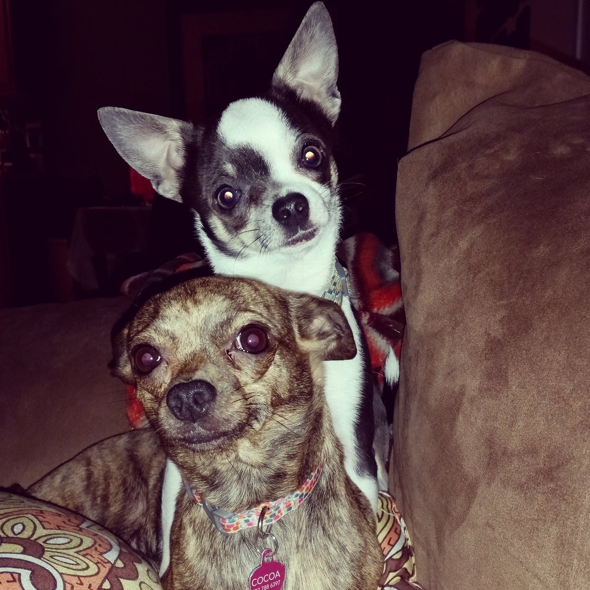 AmandaNicole047's tweet photo. #cuteanimaltweetoff my two little Chi's!!! โค #Chihuahua #dogsoftwitter #MaxMoo #CocoaChanel https://t.co/CAr8AMO3KM