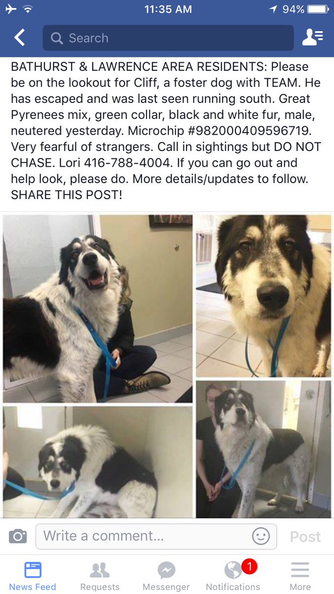 TEAMDogResQ's tweet photo. WE NEED YOUR HELP! Cliff escaped his foster home this morning pls keep your eyes open and share his information!! https://t.co/xkiKS2Wqqg