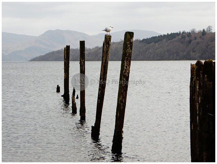 Day 24/365 Perched
bit.ly/2jxuY3r
<a href="/lochlomondshore/">Loch Lomond Shores</a> 
<a href="/CameronHouseLL/">Cameron House</a> 
#LochLomond