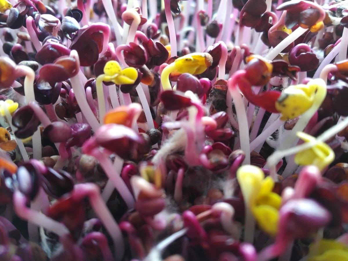 Fun tip : Root hairs are often mistaken for mold. Here's a close up of root hairs on three day old radish sprouts.  

#microgreens #sprouts