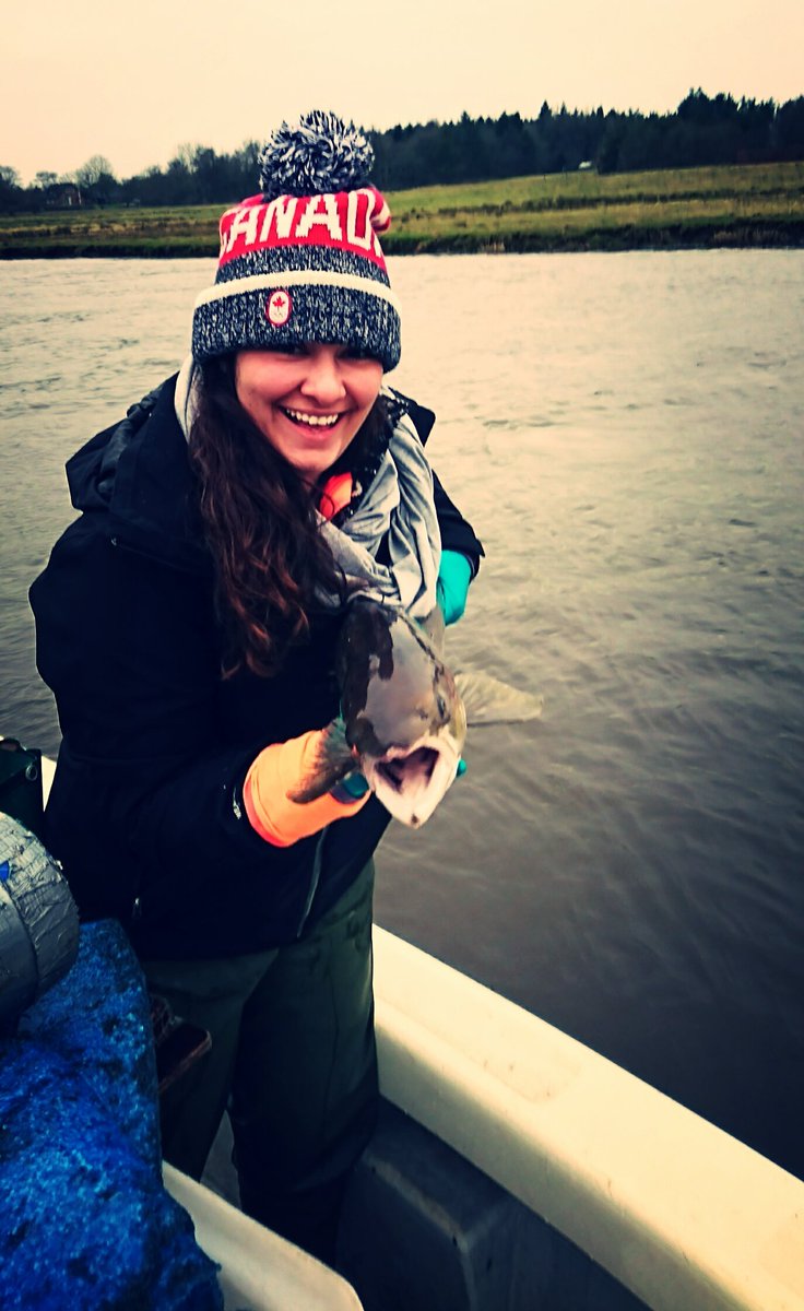 kbg_conserv's tweet photo. #fishyfridays #salmonids #fishyscience https://t.co/FNYpa6t3L1