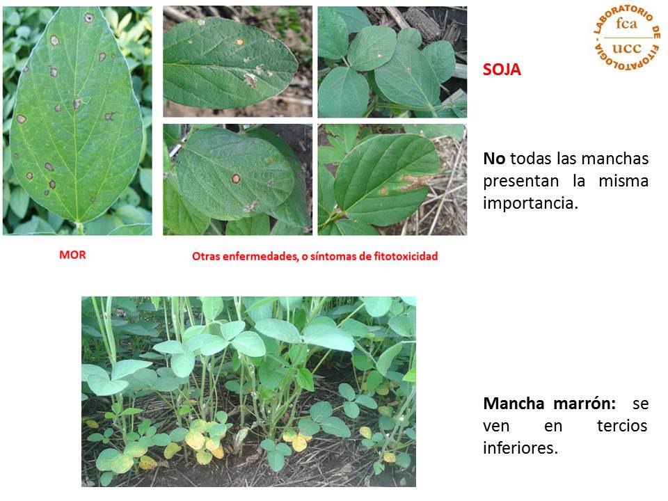 Que viene pasando en soja?? A empezar a mirar!!