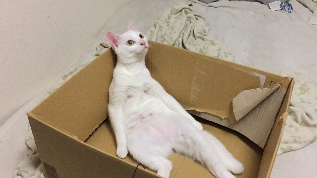 ねこかます 猫の人 本名にかすってもないのについたあだ名