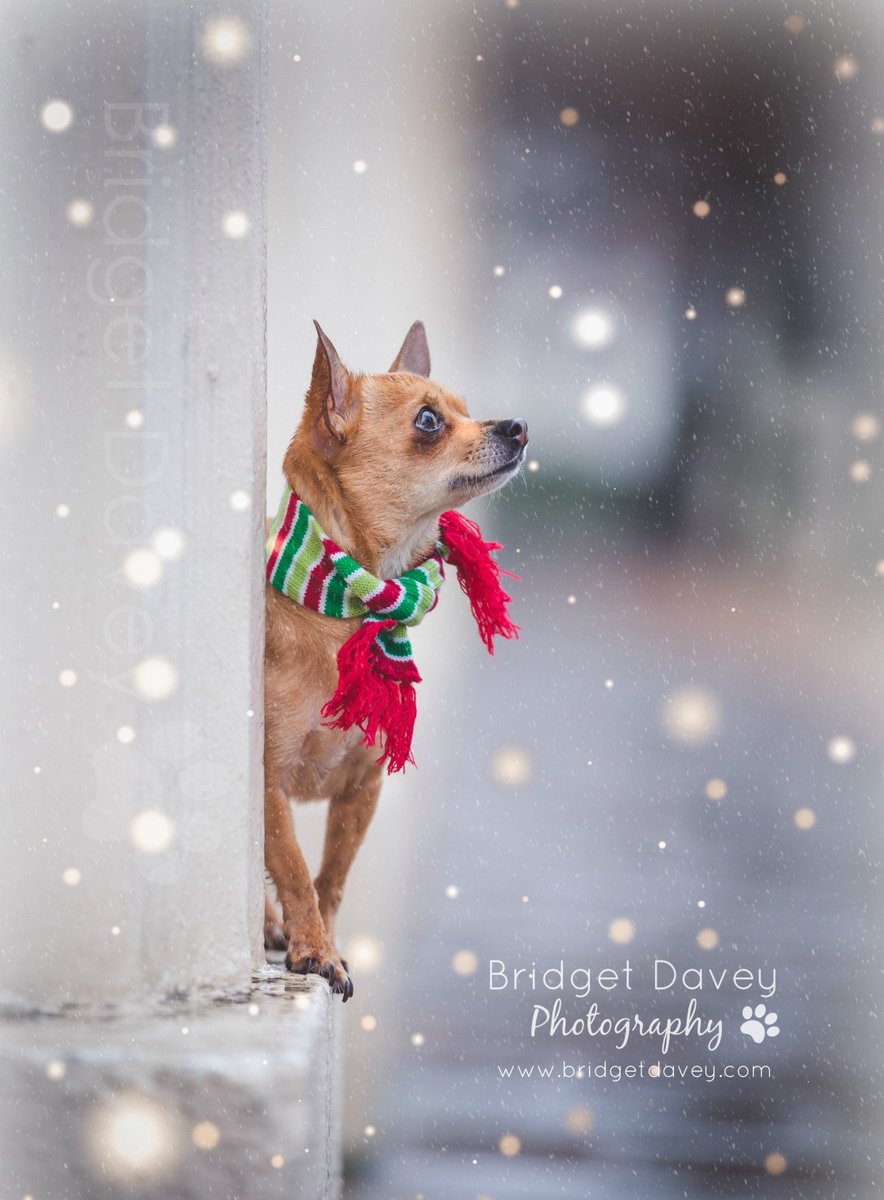 bdavey_photo's tweet image. The magic of a Winter Wonder Land &amp;amp; Miss Poppy :) 
 #Londonbark #londondogphotography #dogsinlondon #chihuahua