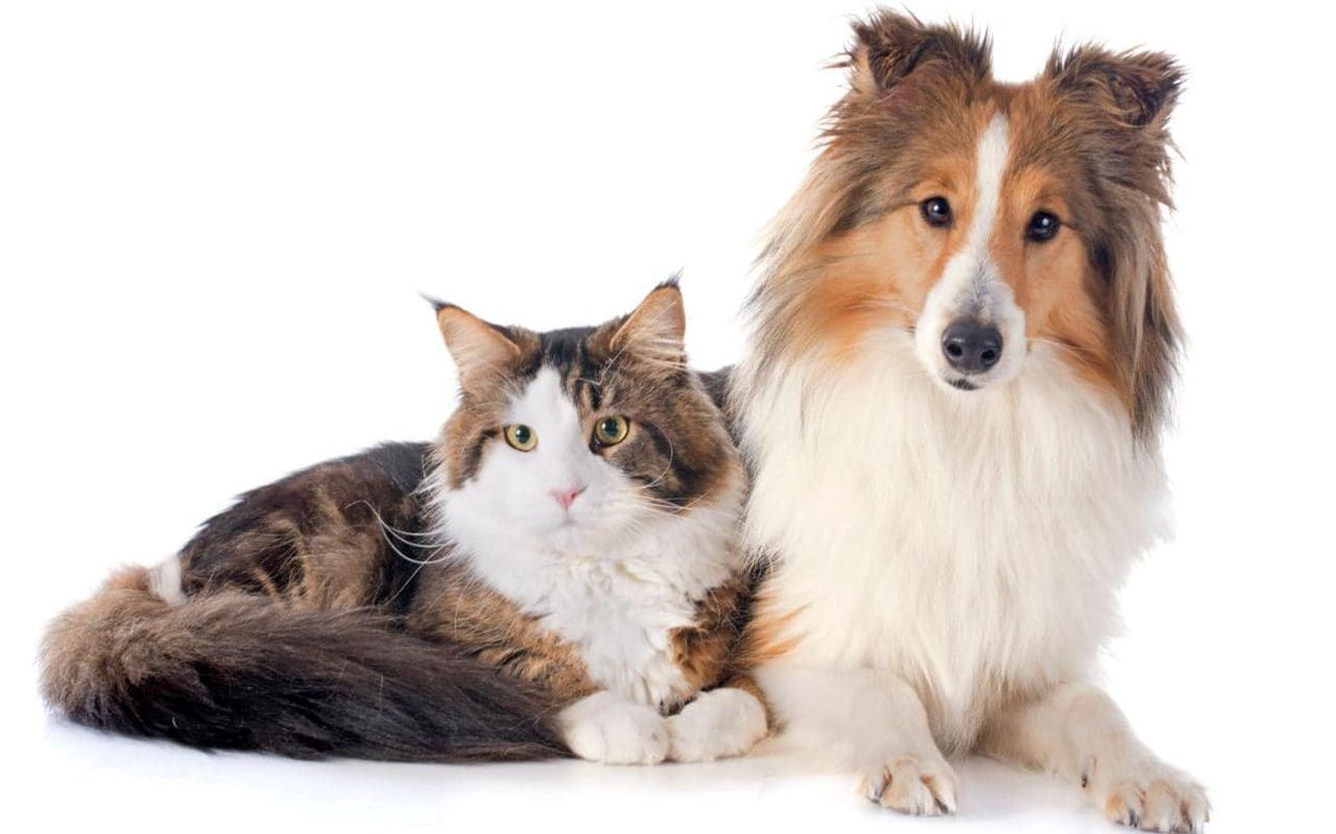 Pets For Patriots On Twitter The Fur Will Fly New Study Says That Cats Dogs Are Equally Smart Https T Co I8ry4xpyfb