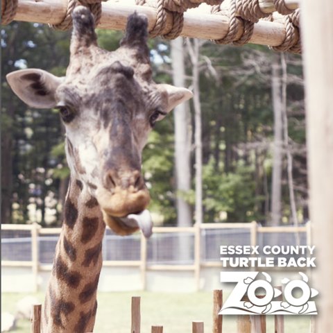 TurtleBackZoo's tweet photo. Hodari's cuteness cannot be denied. #GiraffePower #CuteAnimalTweetoff https://t.co/GHrYpY70d2