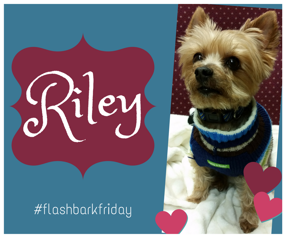 RSHLegal's tweet photo. Another #FlashBarkFriday! Marketing assistant Kelly's dog Riley came in to visit this week! https://t.co/QbQOCLP5ZS