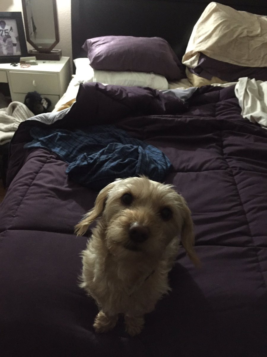 ashleynfine's tweet photo. My dad sent me these pictures of my dog today 😭💓 https://t.co/atJX6WEyDY