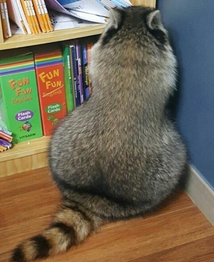 Buzzfeed On Twitter People Are Losing Their Minds Over This Raccoon