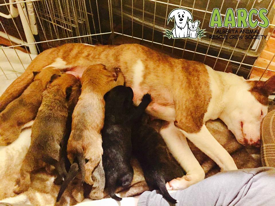 LinzzBlack's tweet photo. Desperate 4 dog foster homes @ #aarcs 30+ dogs (+ moms &amp; pups) need out of the cold. RT 2 help save lives https://t.co/o9xEgTquvc https://t.co/ER7vi8vWX6