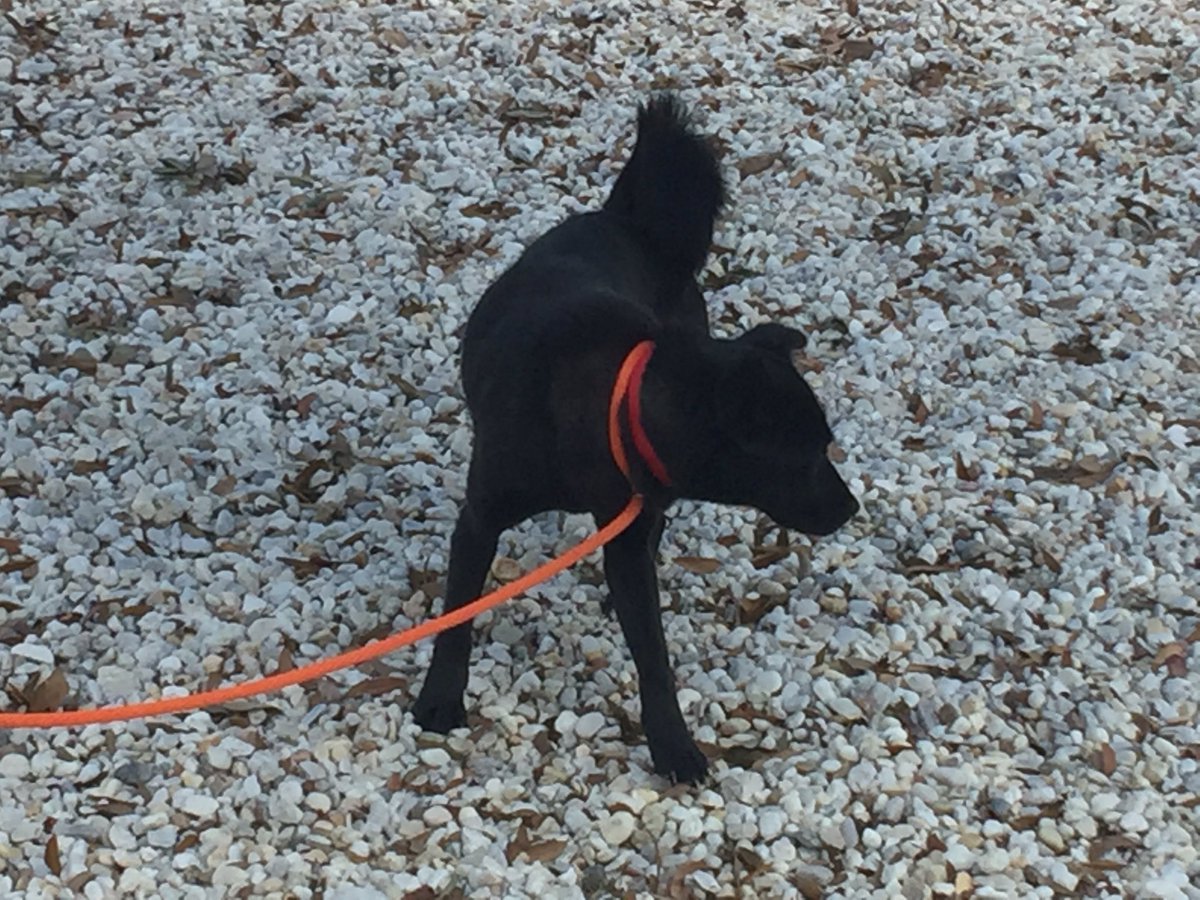 My new best friend - save the
#dog from #SouthKorean #meat trade - her name is "Harriet" <a href="/WFLA/">WFLA NEWS</a> <a href="/HumaneTampaBay/">Humane Society Tampa</a>