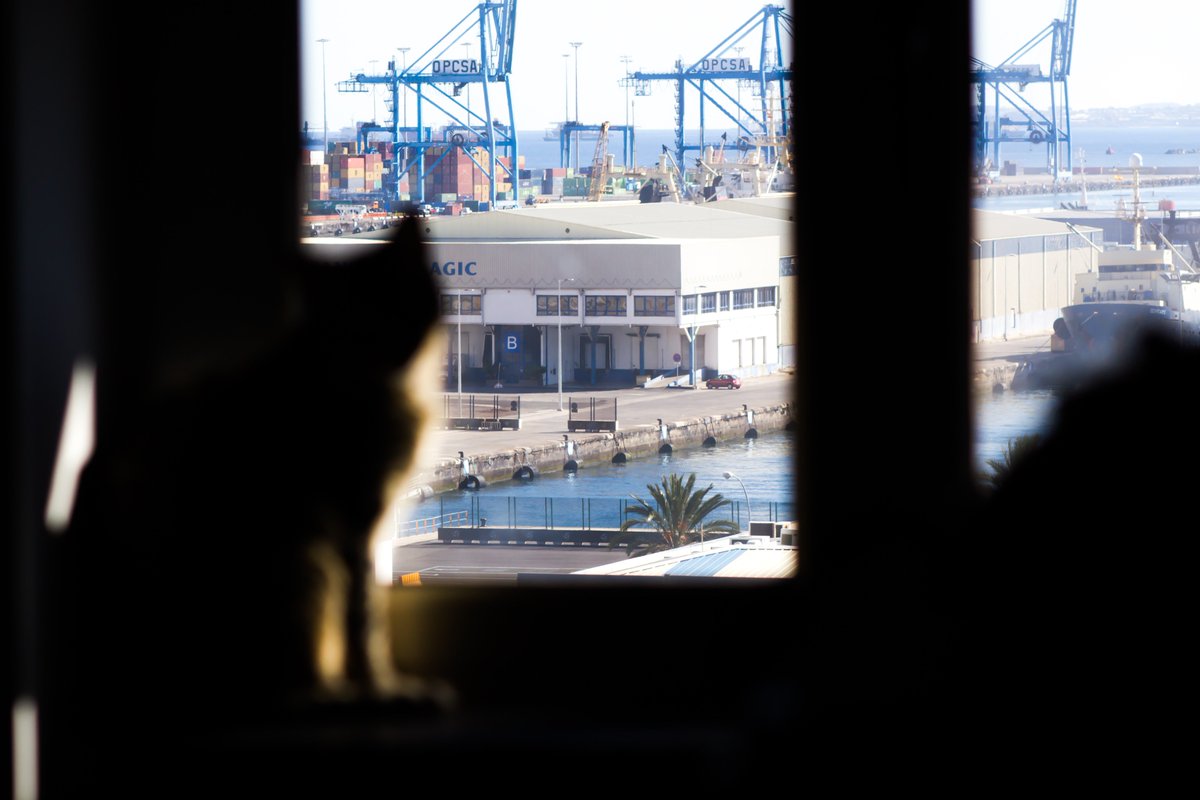 La vida de un gato de ciudad.