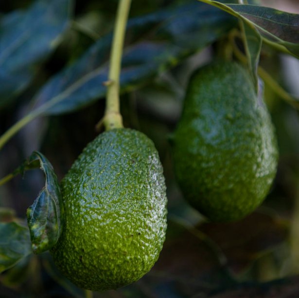 Trump’s tax to fund the wall would make avocados even more expensive. #FWx trib.al/Ut4A9A4