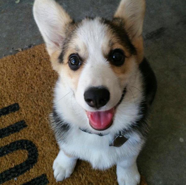 oshiecorgi's tweet photo. @LockhartCorp Where can I go to register my new corgi? Do I even need to do that when she looks so cute? https://t.co/maDJl6dF1K