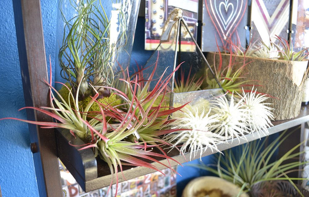 FarmingtonGrdns's tweet photo. Know someone that likes plants but has limited space and can't keep things alive? Get them an air plant! Just give it a spritz of water! https://t.co/ITVPErNf5a