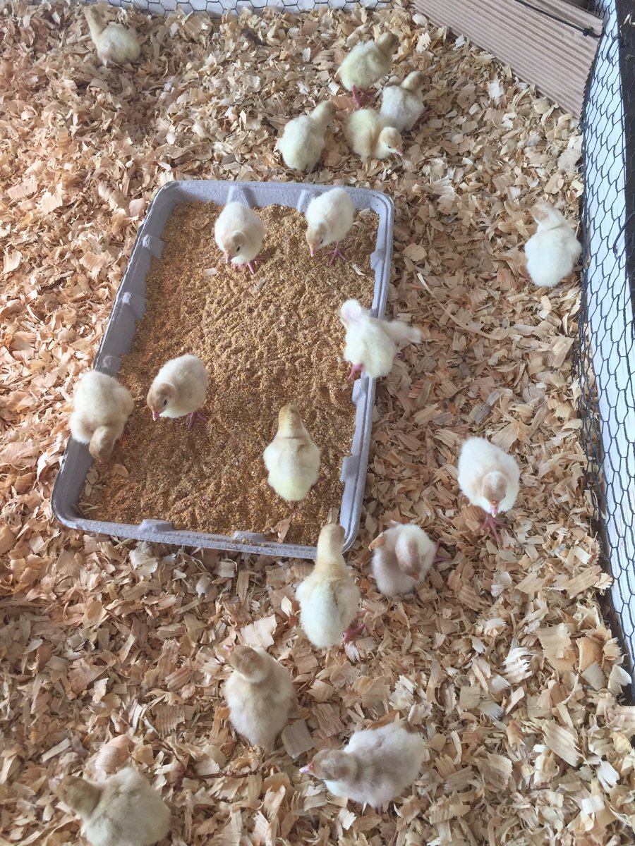 Robert Beckstead tweet media