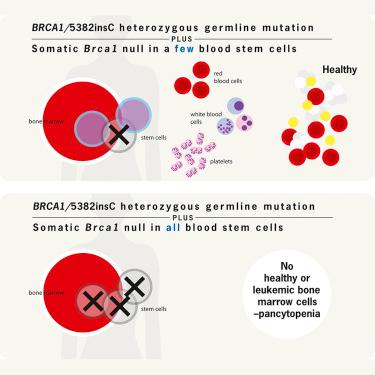 The effect of #BRCA1 on HSCs bit.ly/2kaMrzw
