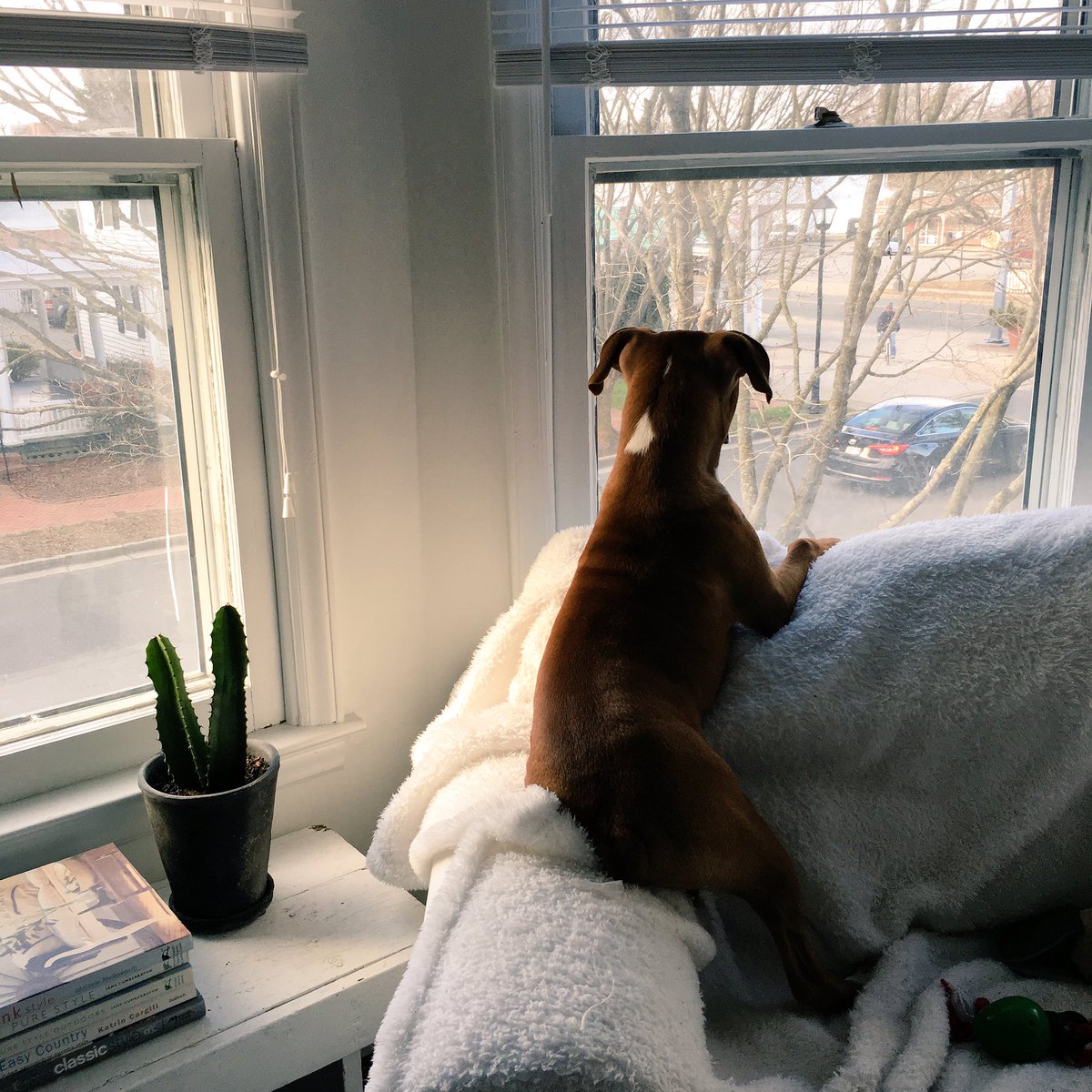 WilburTruman's tweet photo. Because Fridays are for people watching! #HappyFriday everybody! 🐶❤🐾 #boxerdog #puppylove #dogsoftwitter #boxerbreed https://t.co/HgYHXkJGRY