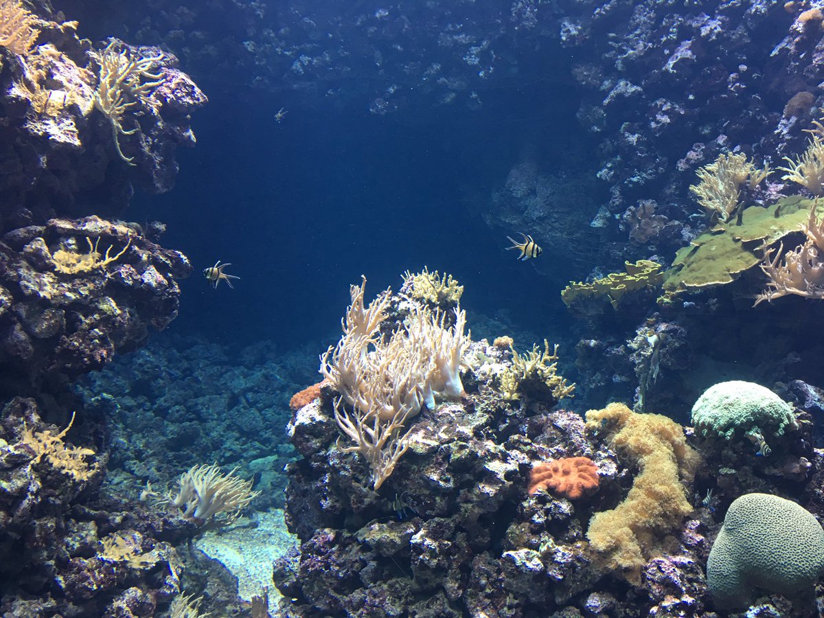 Europa's grootste koraalrif, heel indrukwekkend en alleen al een bezoek aan <a href="/burgerszoo/">Burgers' Zoo</a> waard!