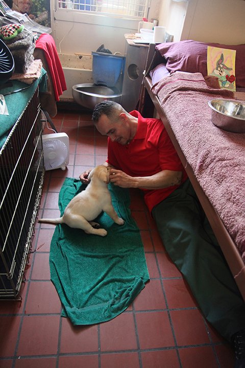 prisondogsfilm's tweet photo. Never underestimate the power of puppies to transform lives of prisoners &amp; #veterans w/ #PTSD. Screening 7pm tonight + Q&amp;A! @rutgerschurchny https://t.co/kvMzObmnAH