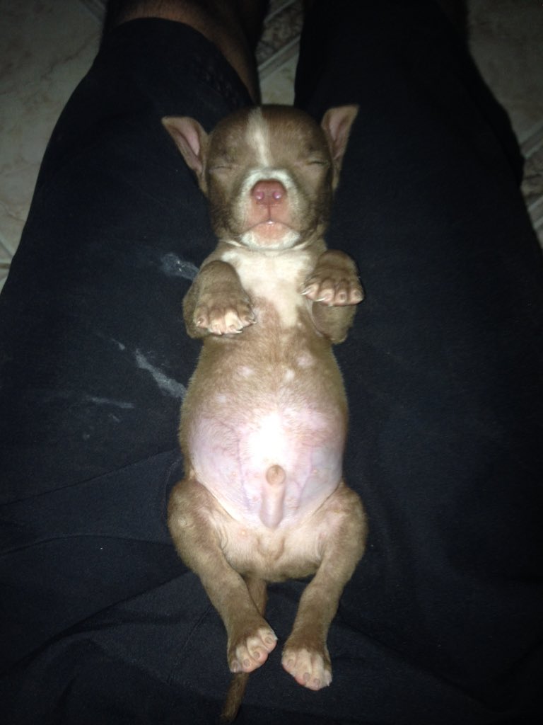 MatheusW28's tweet photo. Quem é o projeto de monstro mais lindo do papai?! 😍
#papai2017
#pitbull
#Hunter
#minimonstro https://t.co/yxeO5xLV75