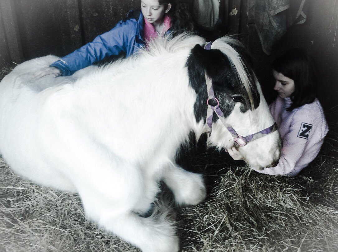 Ponderosaponys's tweet photo. Beanie sadly passed away on Tuesday evening surrounded by the children and family he adored and had cared for him. @HorseHour @EquineHour π’ https://t.co/dPqa78i7gB