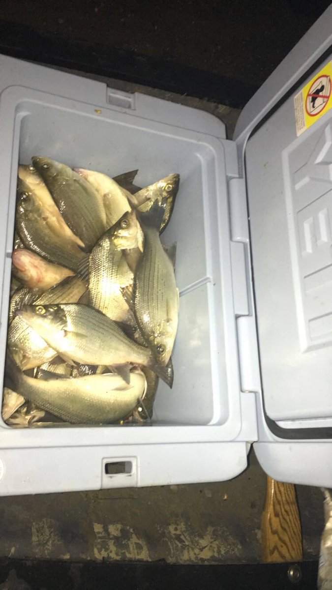 Cody_Codaine's tweet photo. White Bass https://t.co/aMabvLDcwu