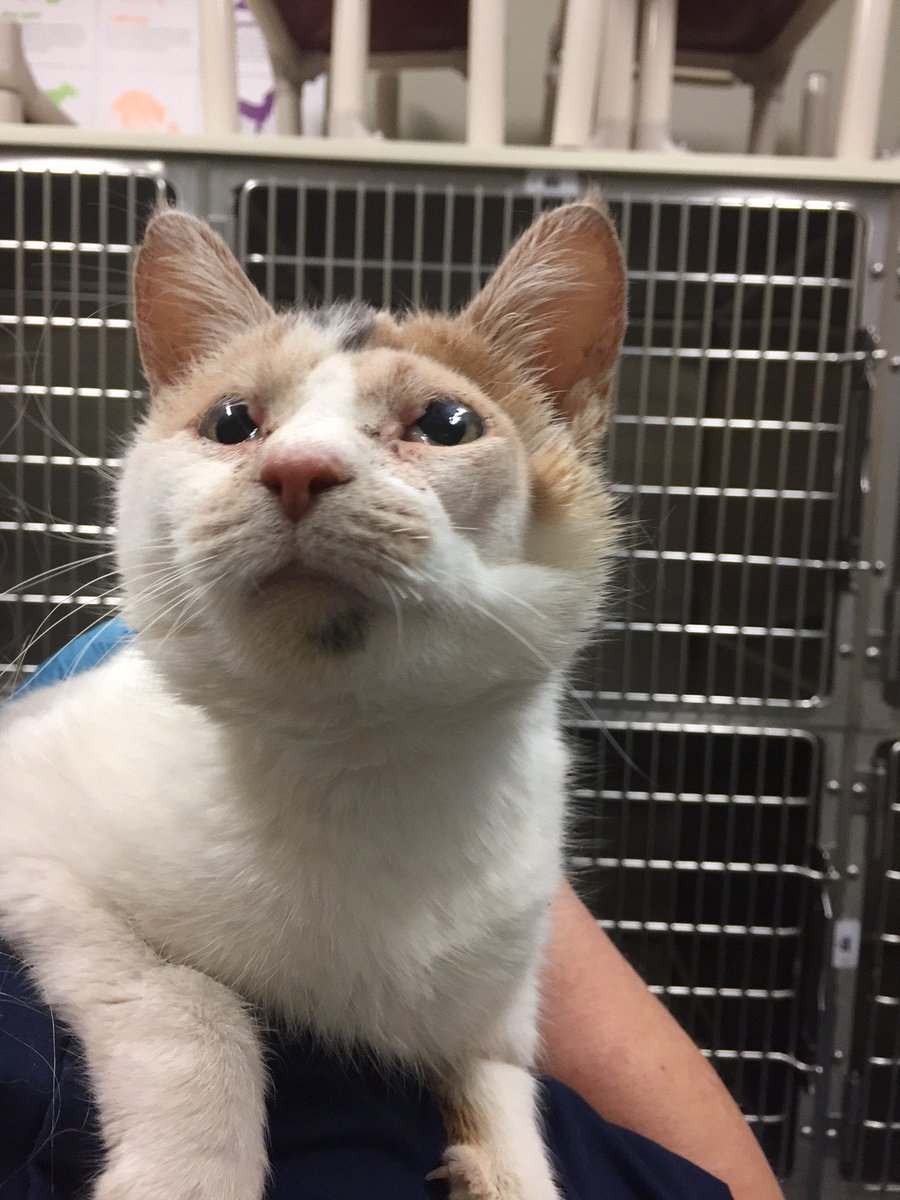London Animal Care tweet media