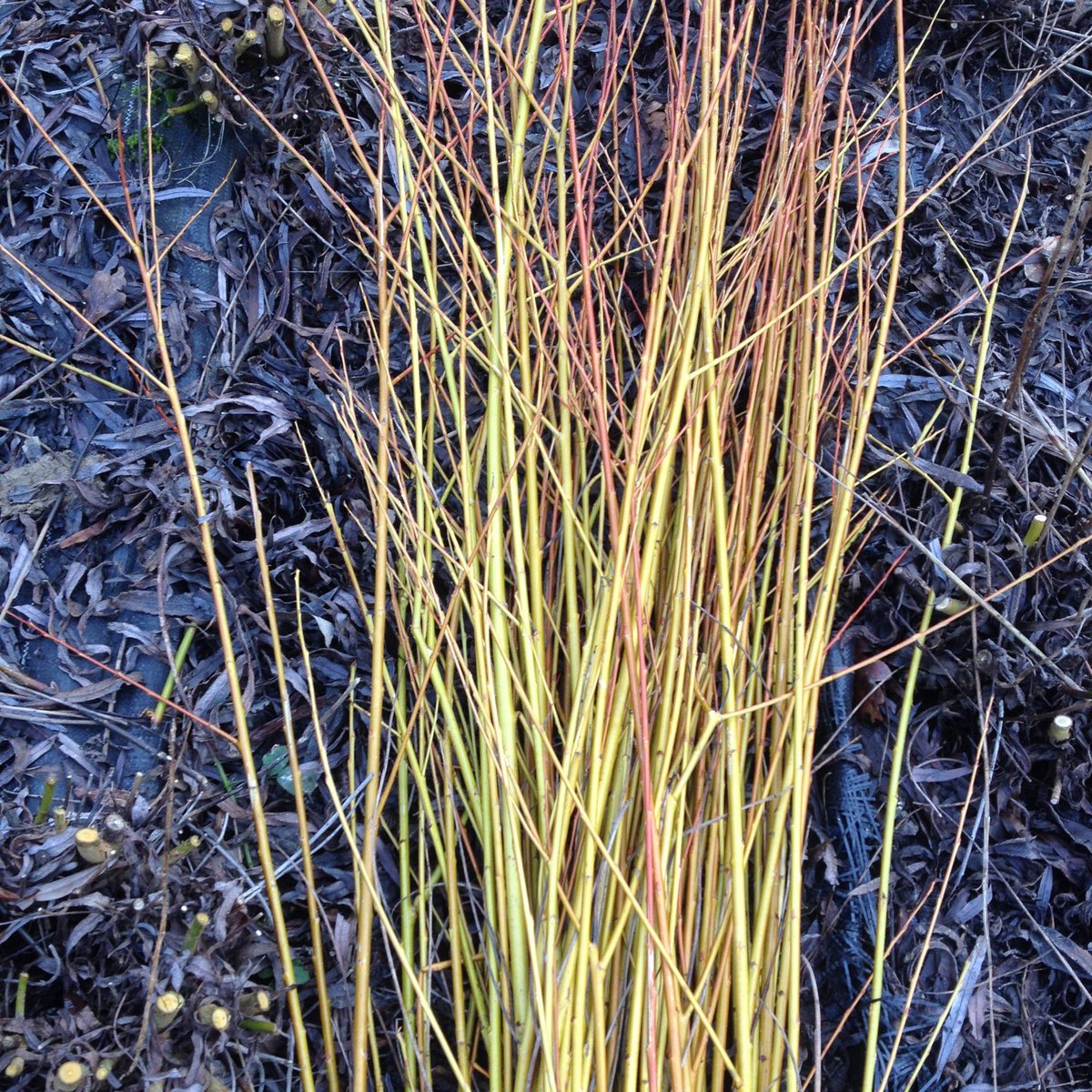 makingground_uk's tweet photo. The willow is being harvested out on the land. The colours are stunning. #makingground https://t.co/fVNhpH8Zun