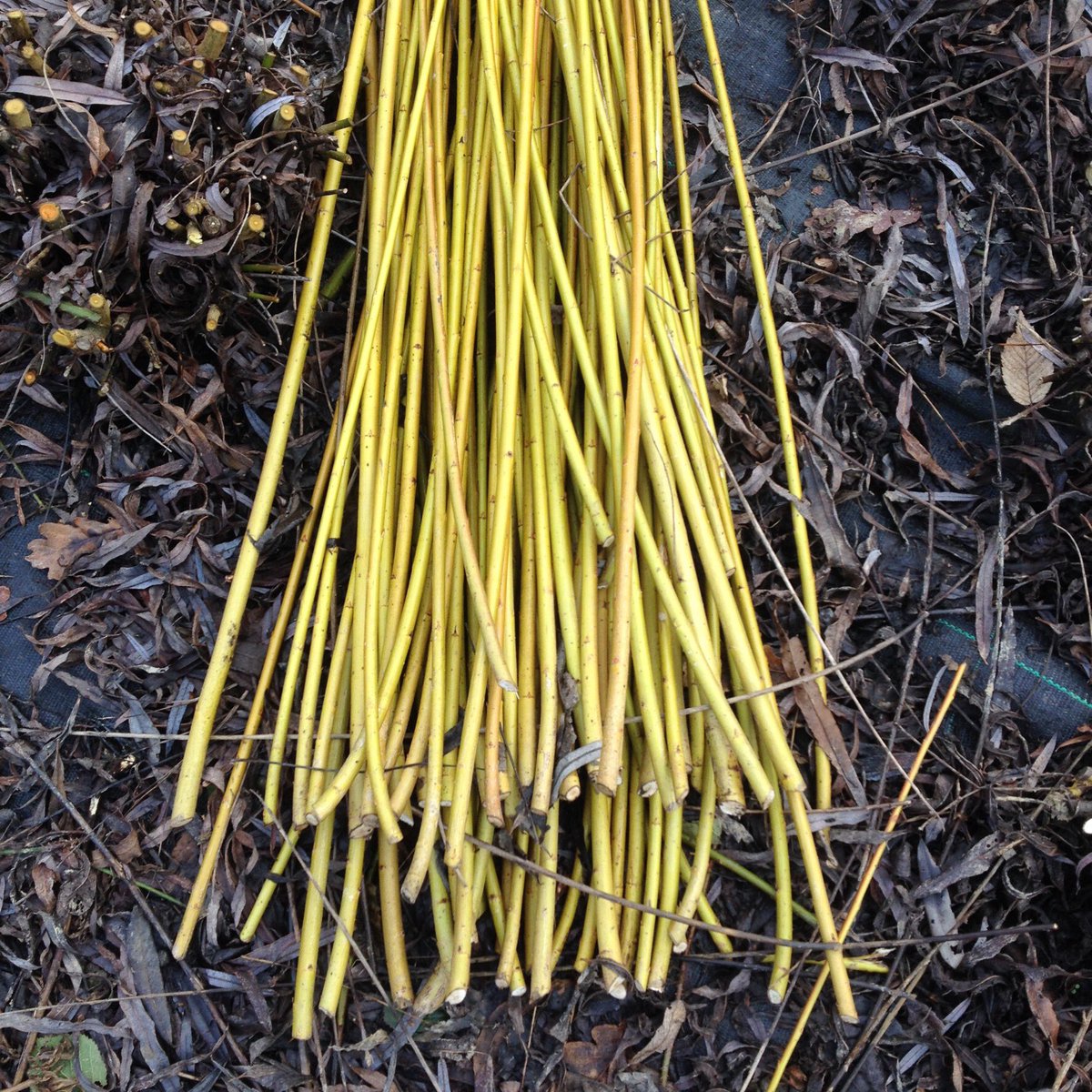 makingground_uk's tweet photo. The willow is being harvested out on the land. The colours are stunning. #makingground https://t.co/fVNhpH8Zun